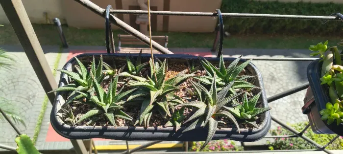 Suculenta Haworthia Limifolia