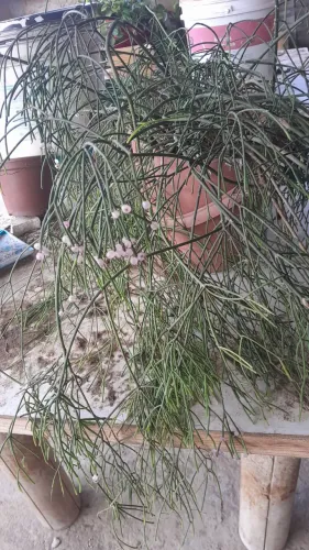 Plantas já pegadas