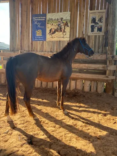 Cavalo