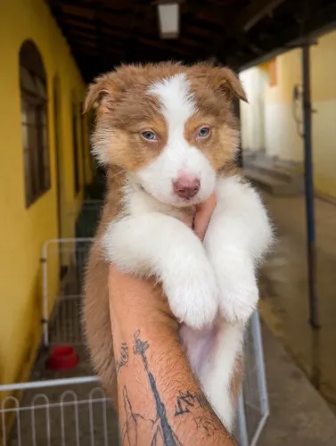 Filhote macho marrom e branco tricolor de olhos verdes