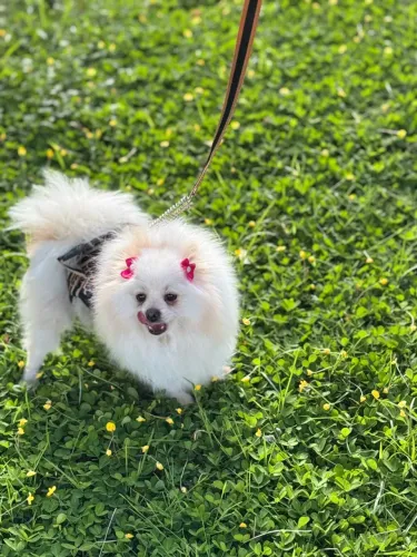 Vendo cachorro da raça Lulu da pomerania raça pequena fêmea no precinho 