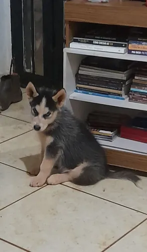 Filhote de Husky Siberiano