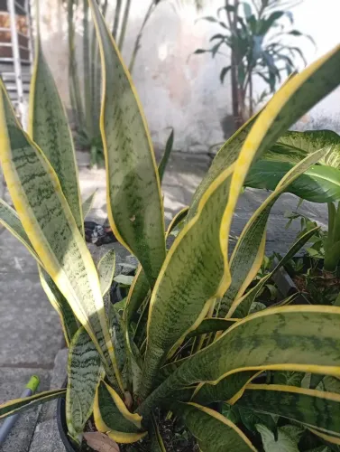 Planta Sansevieria trifasciata(espada de santa barbara)