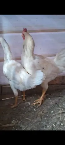 Galo músico fêmea e macho