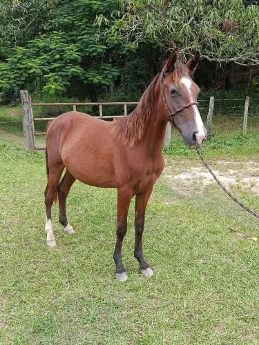 Potro macha picada