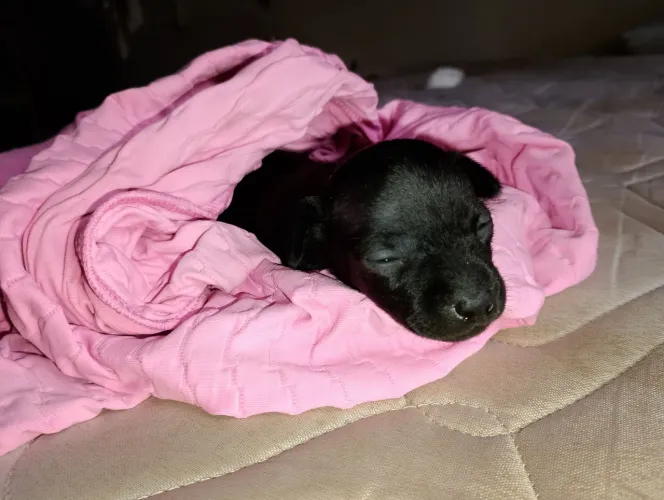 cachorra Pinscher