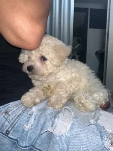 Poodle fêmea