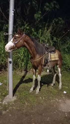 Potro/cavalo mestiço mangalarga paulista 