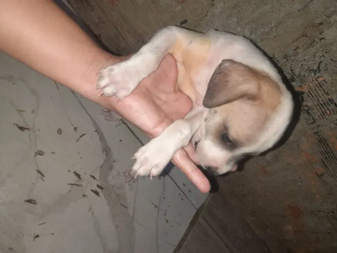 Cachorrinho