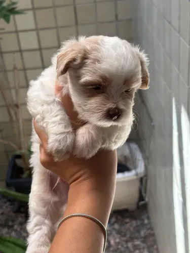 Cachorro lha apson