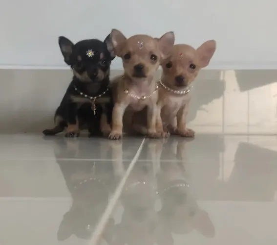 Filhotes de Pinscher 00 fêmeas e machos lindos