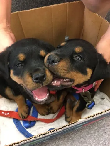 Rottweiler Amor que chega com patas suaves e olhar doce