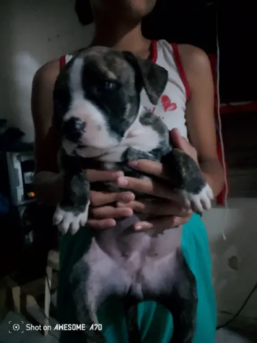 Pitbull red nose filhote