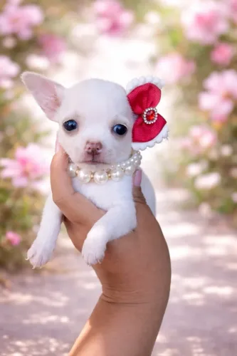 Chihuahua fêmea com 55 dias vacinada