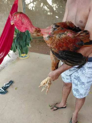 Frango polaco gigante