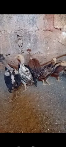 Pintinhos