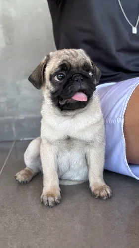 Pug filhote 