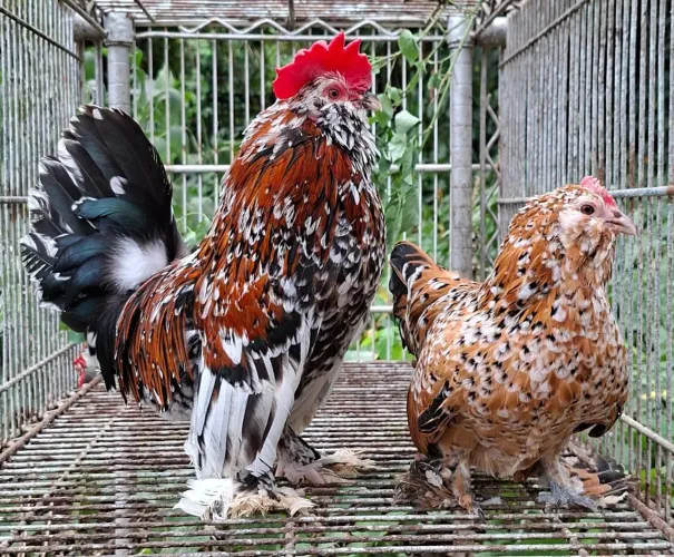 Galinhas Belgian Nagasaki Serama GSB Balão 