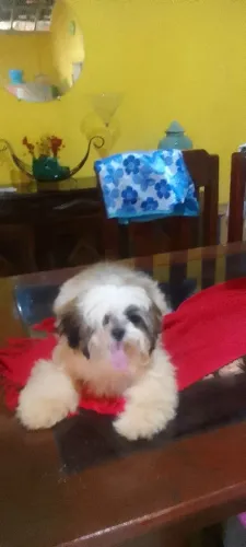 Cachorros Shitizu Macho e Fêmea