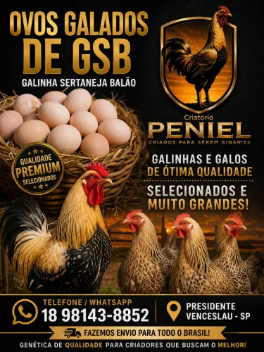 Ovos férteis de GSB (galinha sertaneja balão)