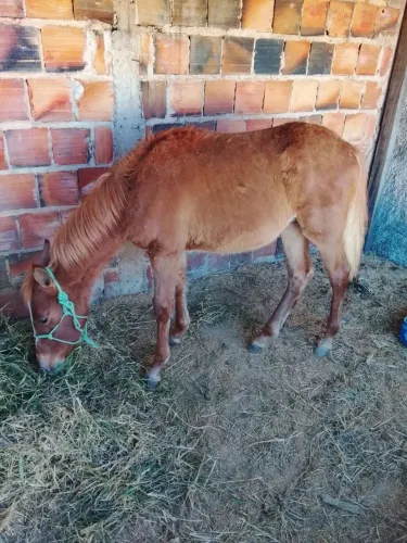 Vendo Potro Quarter Horse