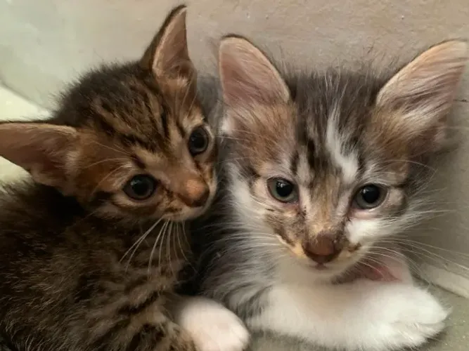 Gatinhos para adoção