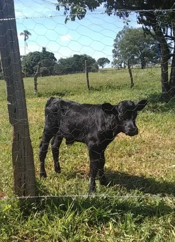 Bezerros Angus