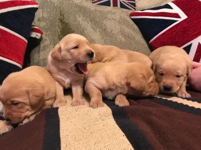 Labrador Retriever,Labrador Retriever Filhote Pronto Para Novo Lar