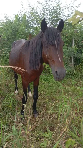 Vende cavalo inteiro 