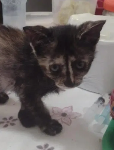 Gatinhas p adoção urgente e responsável!!