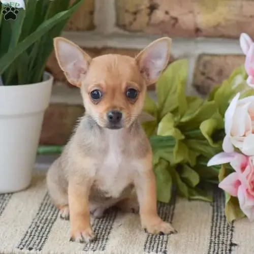 Chihuahua | A felicidade tem quatro patinhas