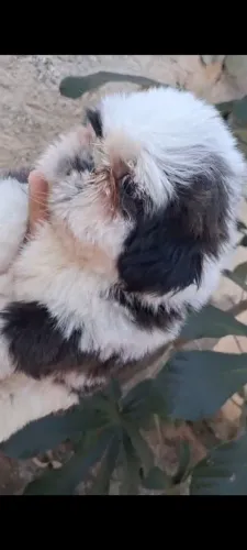 Shih-tzu macho 2 vacinas