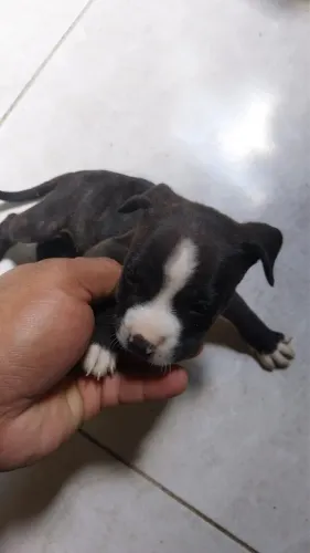 pitbull fêmea 