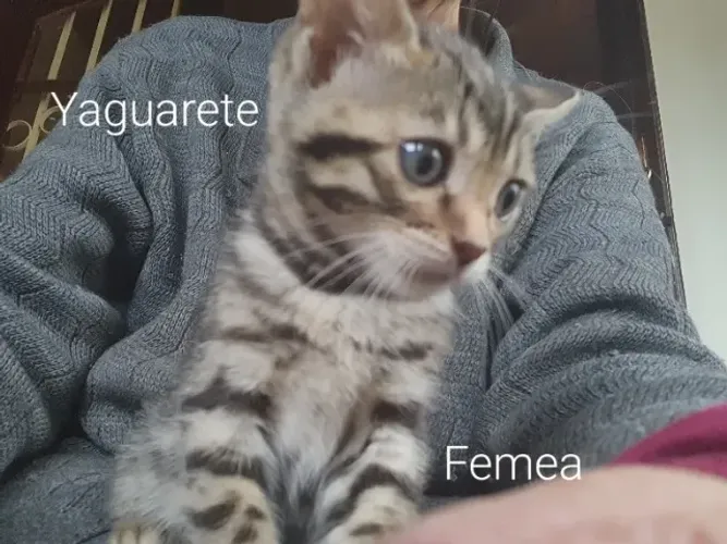 Filhote gato bengal