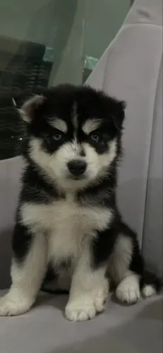 Lindos Filhotes Husky Siberiano pedigree CBKC