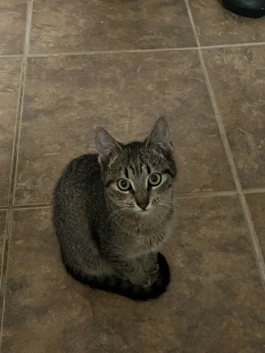 Gato para doação