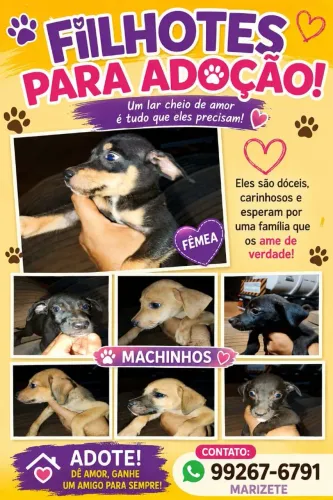 Doação de cachorrinhos 