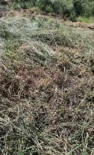 Vede-se ou toca-se lote em São Joaquim de Bicas
