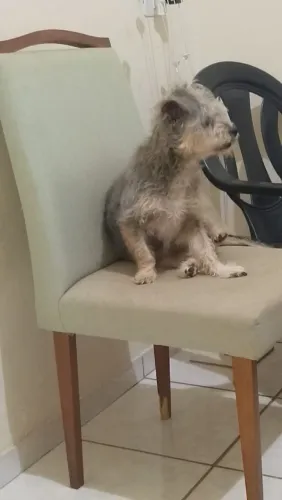Baba de animais ( Pet sitter)