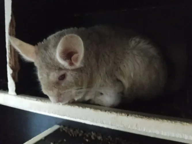 Chinchila macho branco
