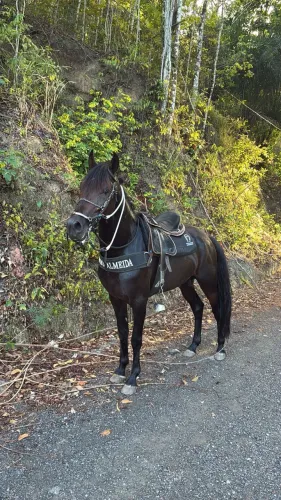 Cavalo mangalarga