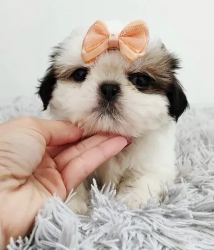  Shih Tzu Para Novo Lar