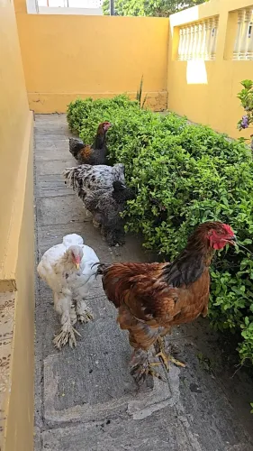 Frangos e frangas da raça Brahma