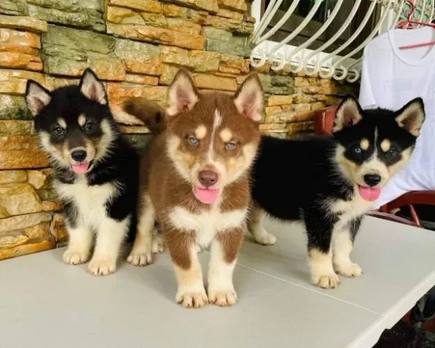 Filhotes de Husky Siberiano | Encanto sem limites.