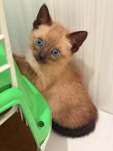 Gato macho para adoção 