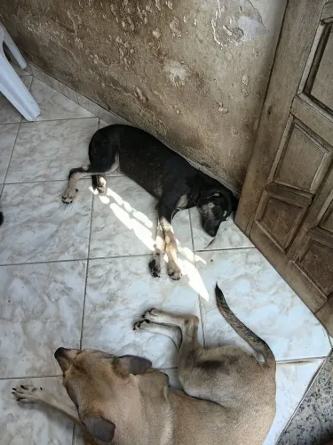 Pets
