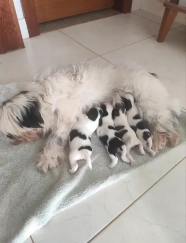 Vende-se filhote Shih Tzu macho
