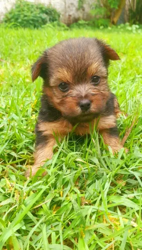 Cachorros 