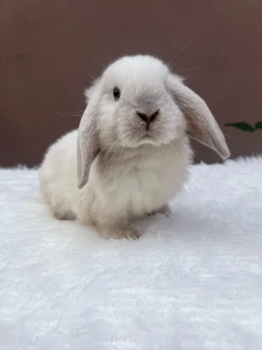 Mini coelho