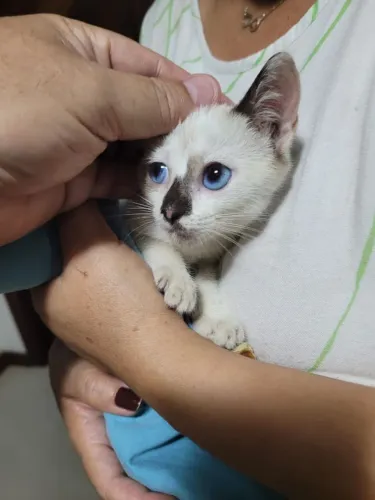 Gatinhas disponíveis para adoção responsável!